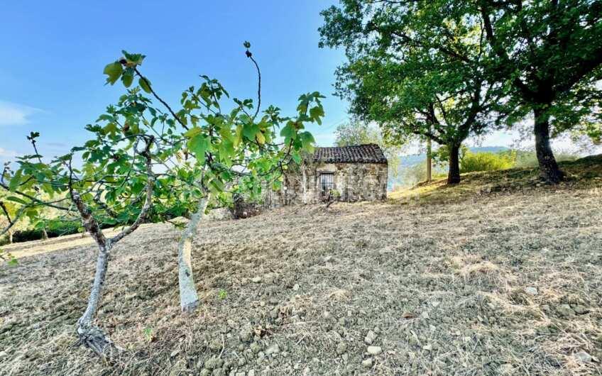 SC1366 Terreno con uliveto e fabbricato in pietra Ogliastro Cilento, Finocchito