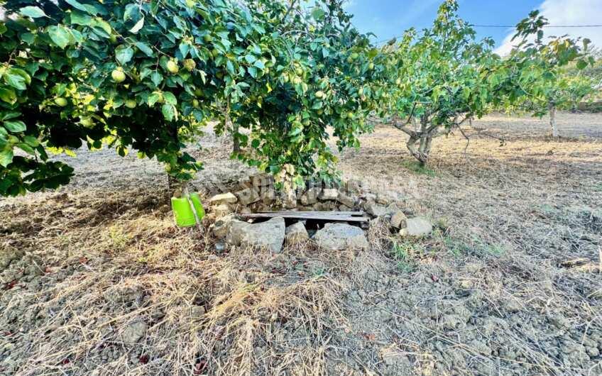 SC1366 Terreno con uliveto e fabbricato in pietra Ogliastro Cilento, Finocchito