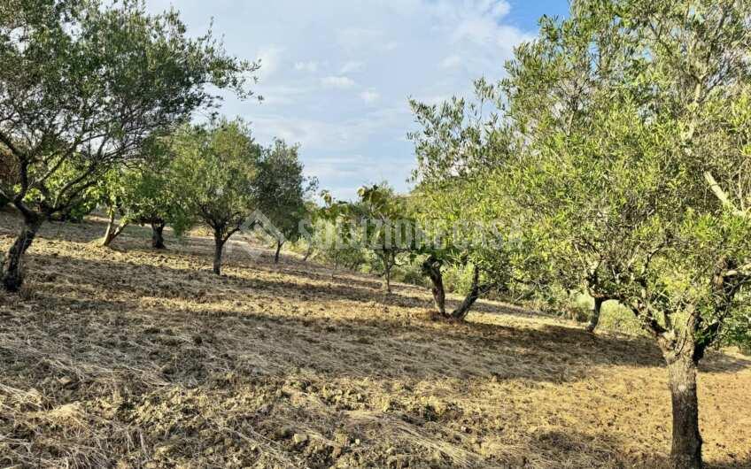 SC1366 Terreno con uliveto e fabbricato in pietra Ogliastro Cilento, Finocchito