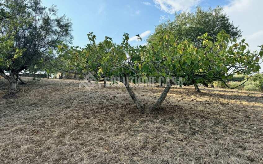 SC1366 Terreno con uliveto e fabbricato in pietra Ogliastro Cilento, Finocchito