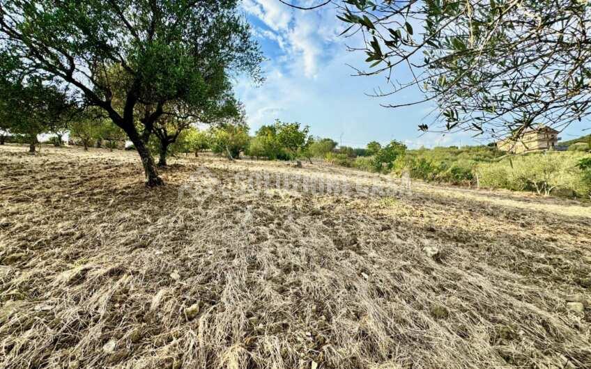 SC1366 Terreno con uliveto e fabbricato in pietra Ogliastro Cilento, Finocchito