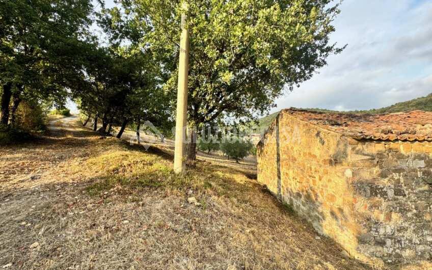 SC1366 Terreno con uliveto e fabbricato in pietra Ogliastro Cilento, Finocchito