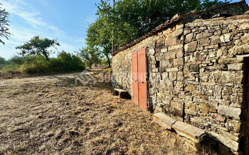 SC1366 Terreno con uliveto e fabbricato in pietra Ogliastro Cilento, Finocchito