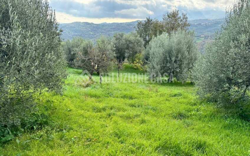 SC1389 Terreno con uliveto e frutteto produttivi, Prignano Cilento