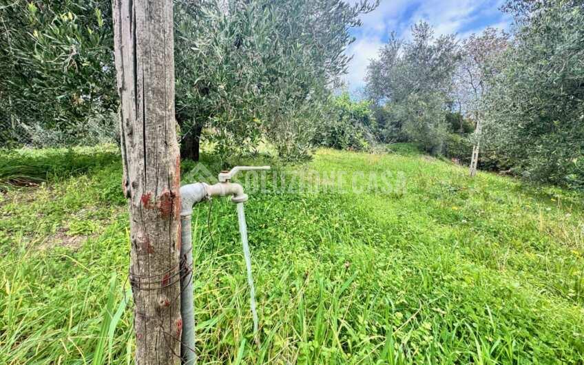 SC1389 Terreno con uliveto e frutteto produttivi, Prignano Cilento