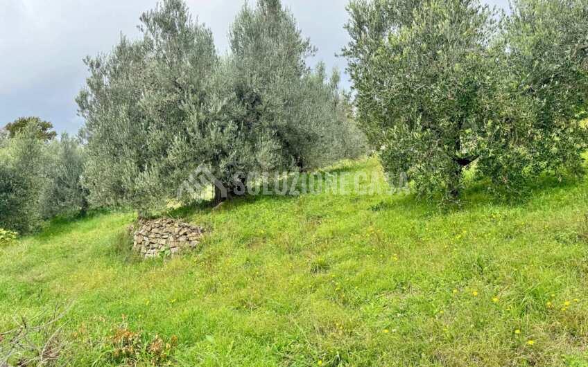 SC1389 Terreno con uliveto e frutteto produttivi, Prignano Cilento