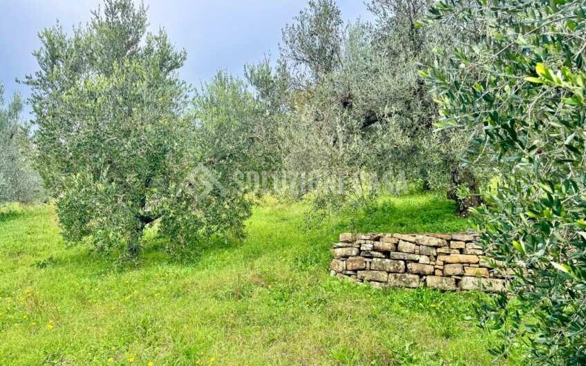 SC1389 Terreno con uliveto e frutteto produttivi, Prignano Cilento