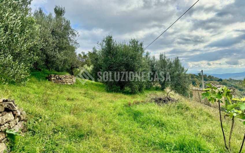 SC1389 Terreno con uliveto e frutteto produttivi, Prignano Cilento