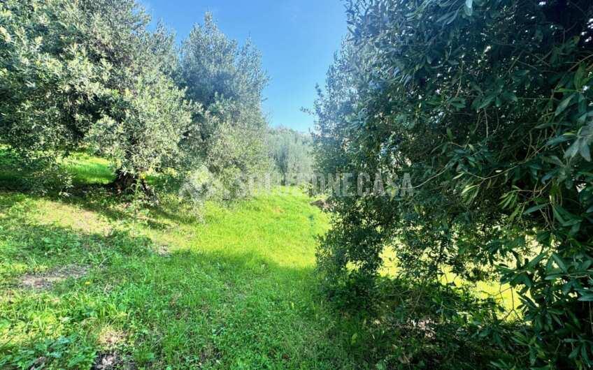 SC1389 Terreno con uliveto e frutteto produttivi, Prignano Cilento