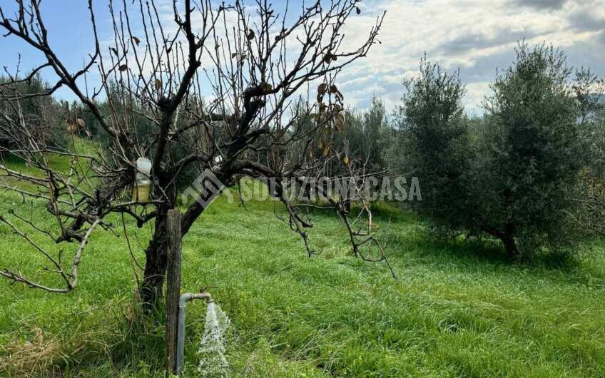 SC1389 Terreno con uliveto e frutteto produttivi, Prignano Cilento