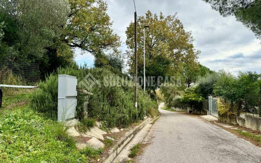 SC1389 Terreno con uliveto e frutteto produttivi, Prignano Cilento