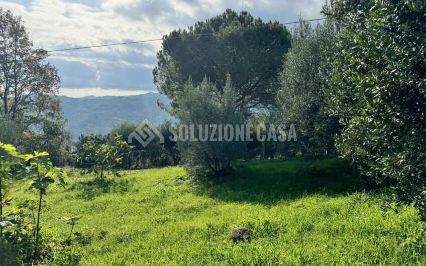 SC1389 Terreno con uliveto e frutteto produttivi, Prignano Cilento