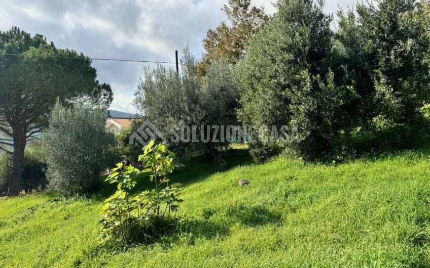 SC1389 Terreno con uliveto e frutteto produttivi, Prignano Cilento