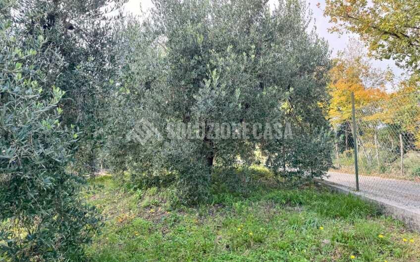 SC1389 Terreno con uliveto e frutteto produttivi, Prignano Cilento