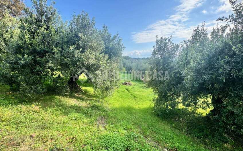 SC1389 Terreno con uliveto e frutteto produttivi, Prignano Cilento