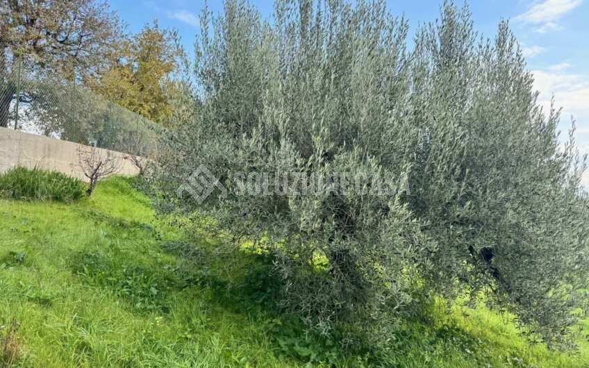 SC1389 Terreno con uliveto e frutteto produttivi, Prignano Cilento