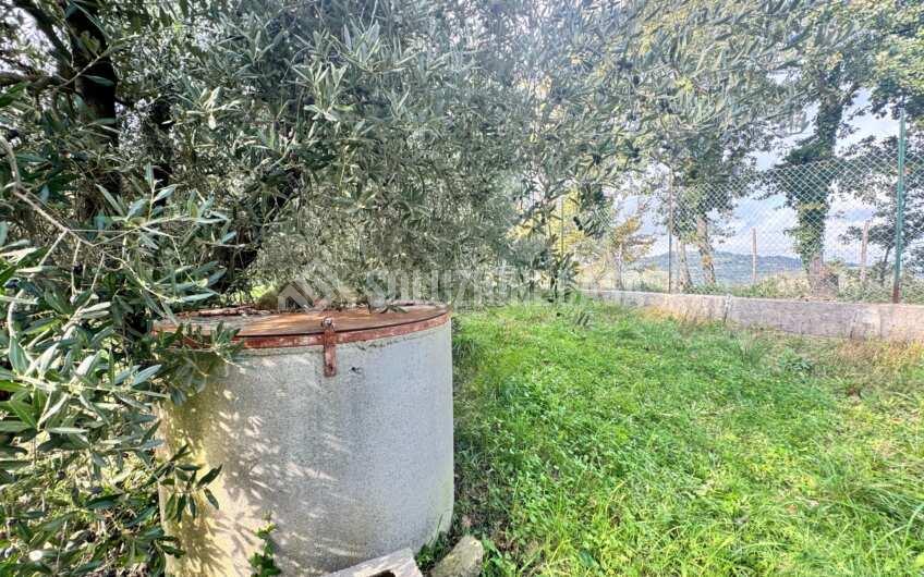 SC1389 Terreno con uliveto e frutteto produttivi, Prignano Cilento