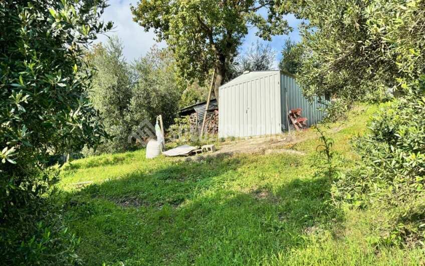 SC1389 Terreno con uliveto e frutteto produttivi, Prignano Cilento