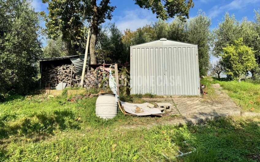 SC1389 Terreno con uliveto e frutteto produttivi, Prignano Cilento