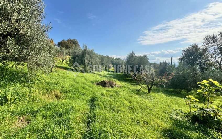 SC1389 Terreno con uliveto e frutteto produttivi, Prignano Cilento