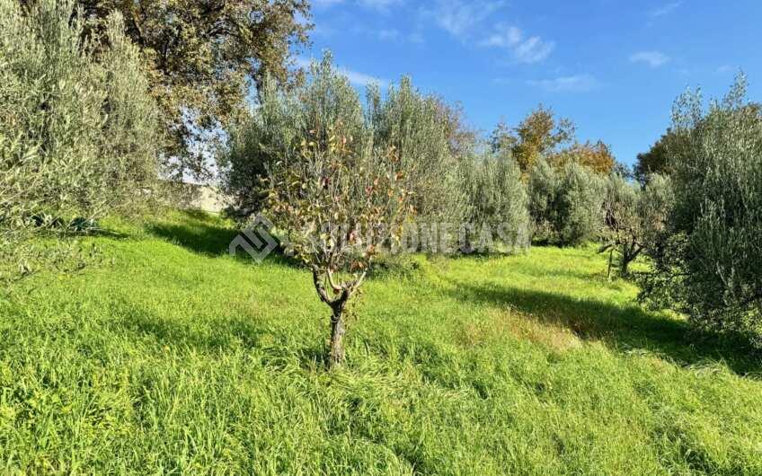 SC1389 Terreno con uliveto e frutteto produttivi, Prignano Cilento